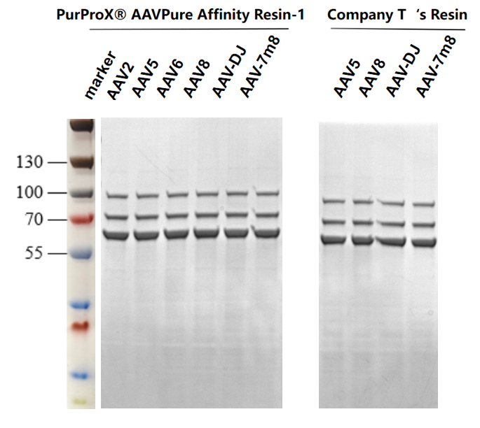 AAV8 purified with AAV affinity resin by AKTA