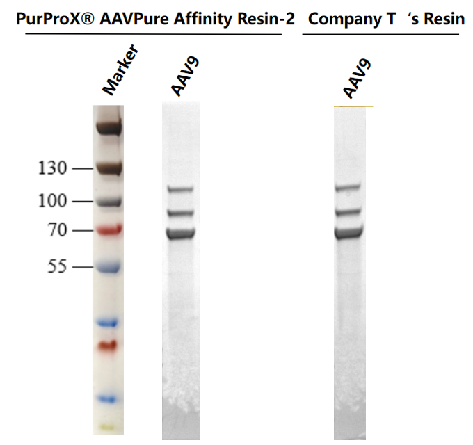 AAV8 purified with AAV affinity resin by AKTA