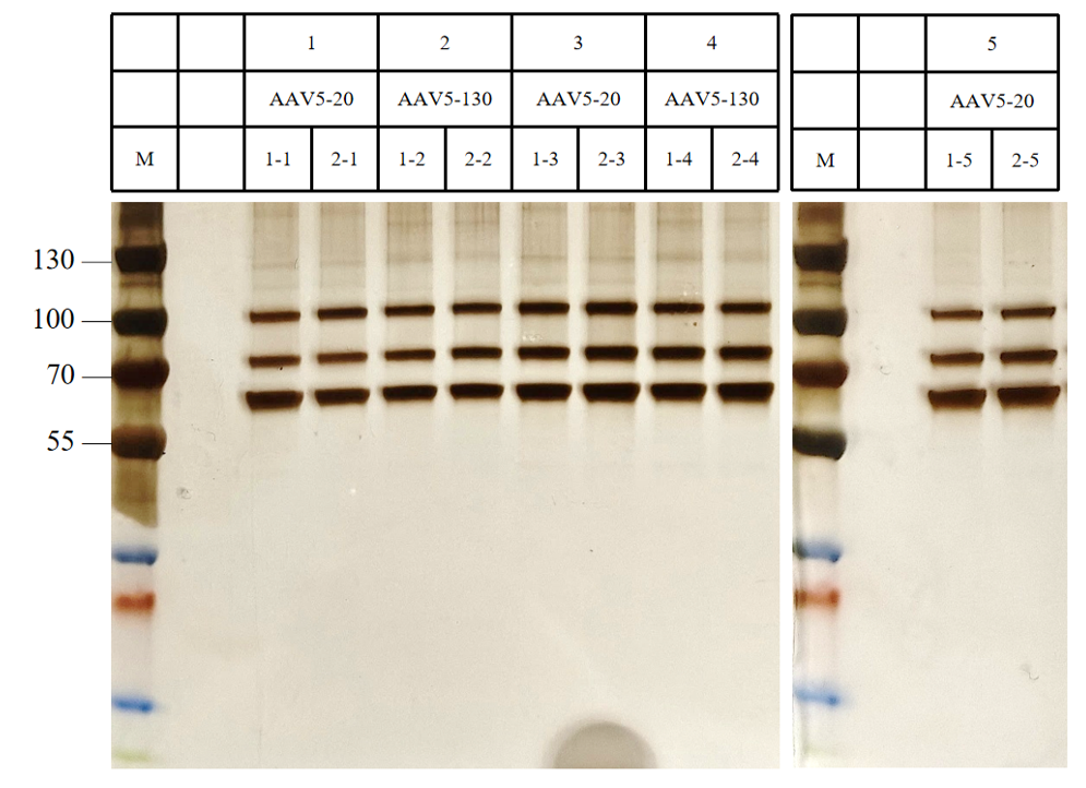 AAV5 purification performance over 5 regeneration cycles