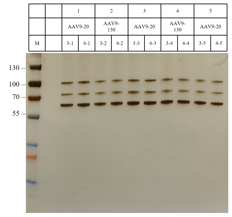 AAV9 purification stability over 5 regeneration cycles
