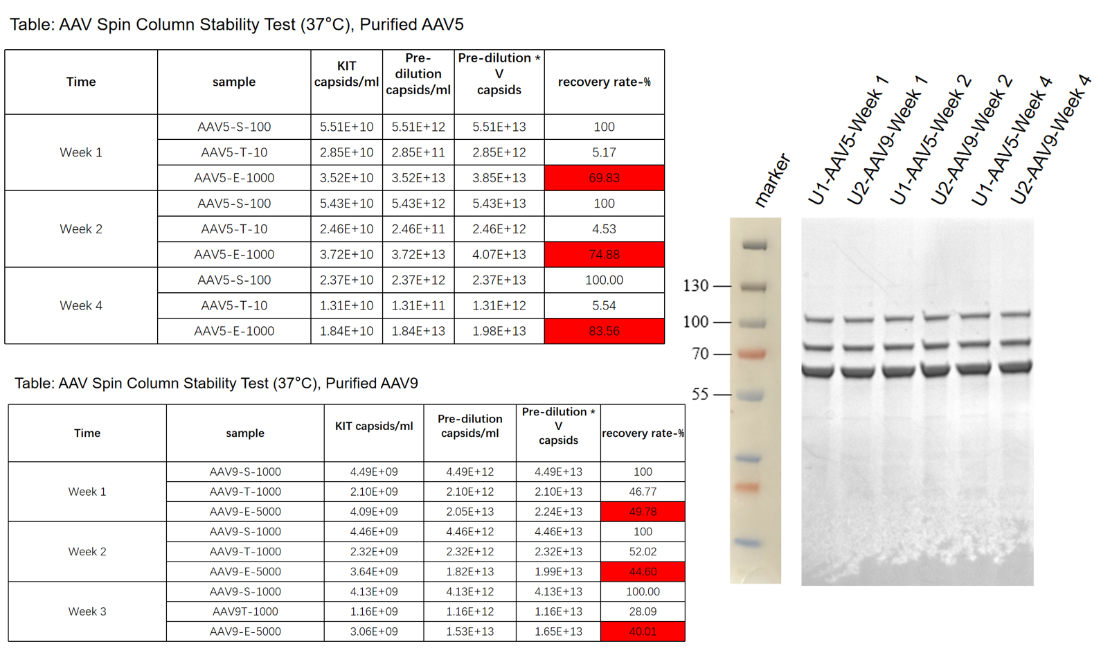 Accelerated stability test of AAVEasy Spin Columns at 37°C